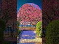 Sakura 桜🌸 #桜 #🌸 #cherryblossom #cherry #花見 #hanami #flower #flowers