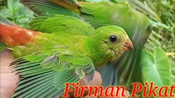 MENJEBAK BURUNG SERINDIT PAKAI JARING [] Australian Birds Parrots !! BIRD TRAP