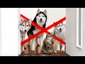 Les huskies apprennent au chiot  surmonter les obstacles chiens et chats vs ruban adhsif