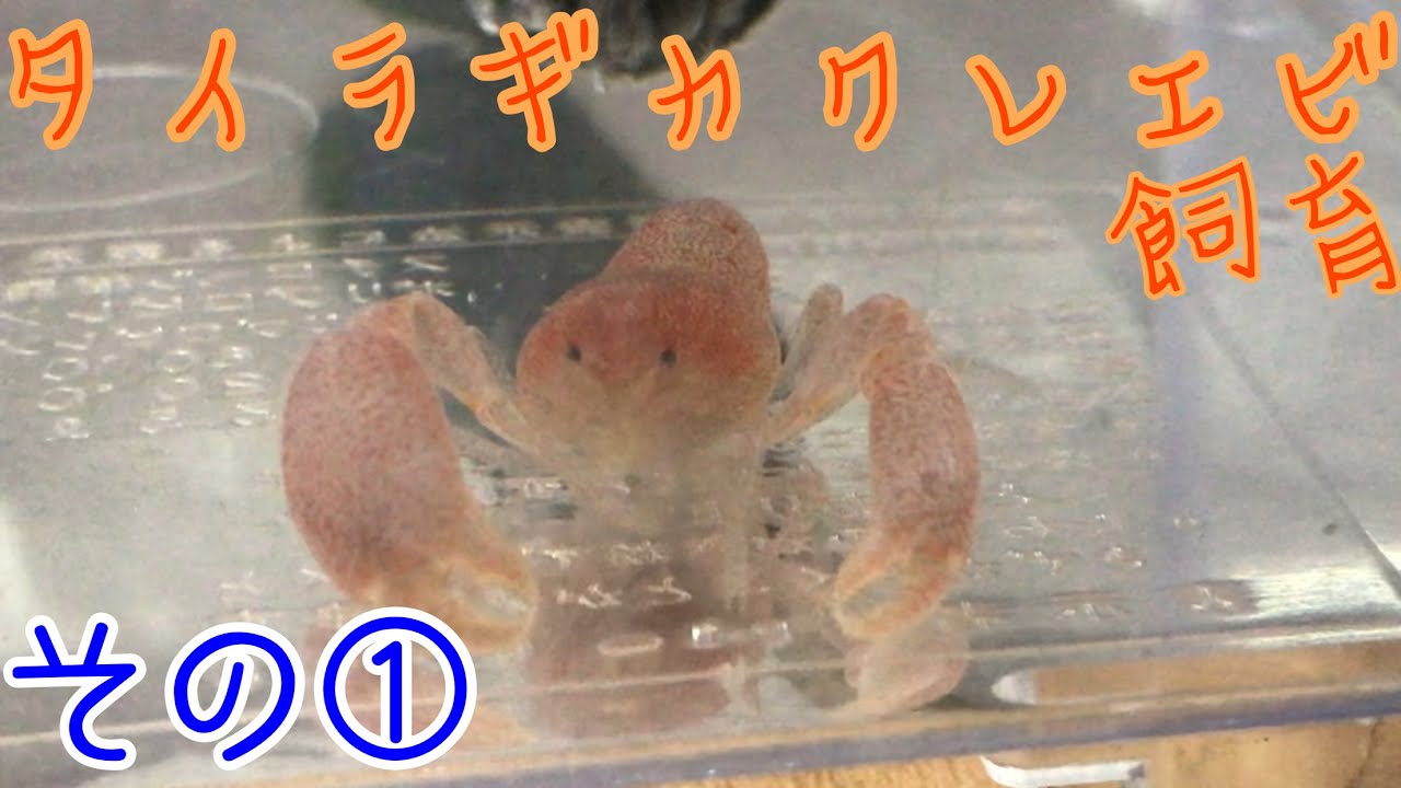 平貝の寄生生物タイラギカクレエビを飼育してみる Youtube