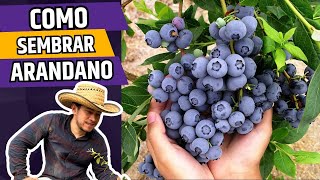 Como Sembrar Una Planta De ARANDANO || Huerto Citadino