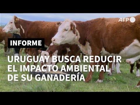 Uruguay, el país de las cuatro vacas por persona, busca una ganadería más verde | AFP