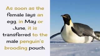17 Interesting Facts You Should Know About Emperor Penguin by Planet Fauna 2,074 views 6 years ago 3 minutes, 13 seconds