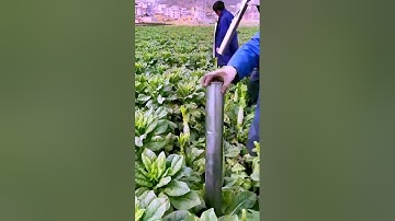 The process of removing leaves - a good tool can do more with less