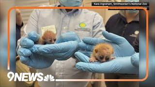 Washington zoo welcomes cute new pygmy babies