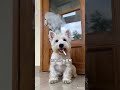 #smoke #funny #dogbreed #pets #smoker #smocking #smokeyeye