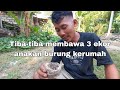 Orang ini tiba-tiba datang kerumah membawa 3 ekor anakan burung 《》 meloloh burung cici padi