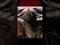 Buffalo Herd Alliance🔥👀#animals#lion#wildlife#nature#viral#shorts