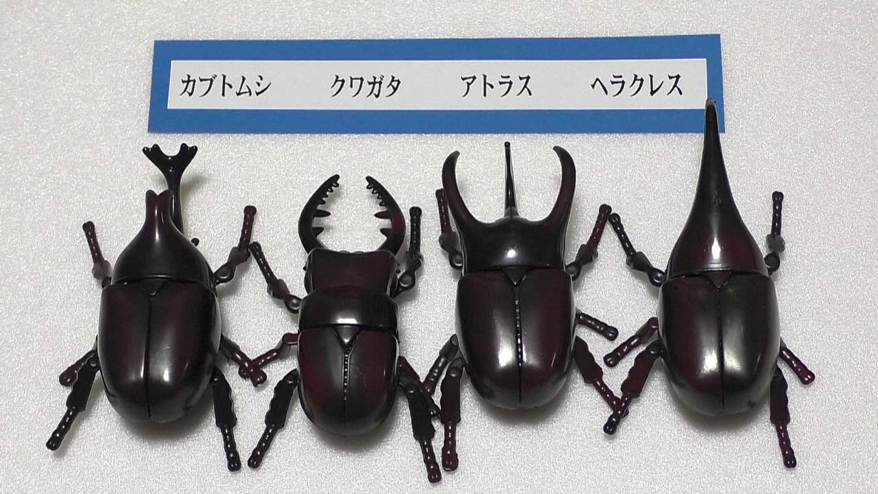 カブトムシとクワガタの戦い ダイソーのオモチャ 予想外の結果 Youtube