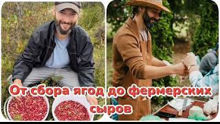картинка: Как зарабатываю в деревне, приготовление фермерских сыров и сбор ягод.