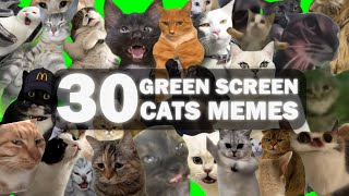Best 30 Green Screen Cats Memes!