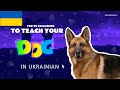 Teach Your Dog Commands In Ukrainian (20 Common Words)