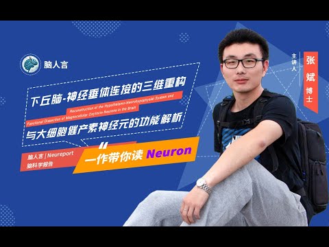 Neureport｜下丘脑-神经垂体连接的三维重构与大细胞催产素神经元的功能解析