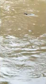 Ada Yg Sedang Mesum Di Spot ini.!!!Gagal Mancing#shorts