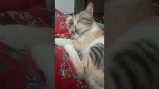 my cute cateyan#animal #like #youtube #subscribe #subscribe my chanel