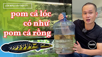 CÁCH FORM CÁ LÓC YELLOW SENTARUM LÊN MÀU ĐẸP !?!?