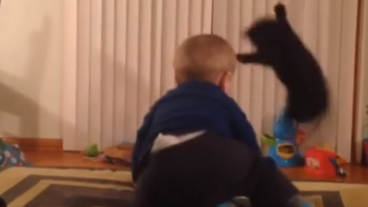 funny cats sleeping in weird positions compilation 2014 funnyplox Cat has hilarious response to baby's dancing