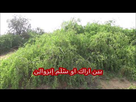 في التغزل بين المسارح بادي محمد الطيب