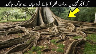 5 Most Dangerous Trees of The World | TOP X TV