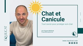 Canicule et Chat: protéger son chat pendant les fortes chaleurs