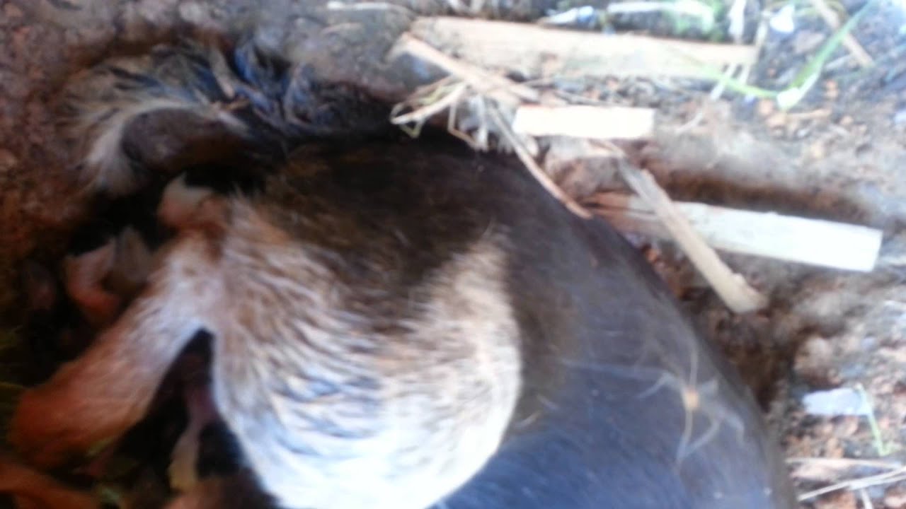 Beagle giving birth YouTube