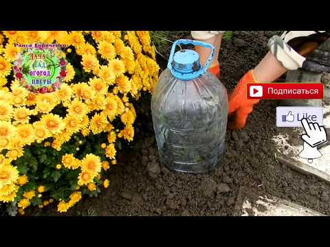 Video: Aiandus külmade raamidega – kuidas kasvatada taimi külmas raamis