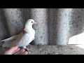 Что с хвостом у голубенка?What's with the pigeon's tail?