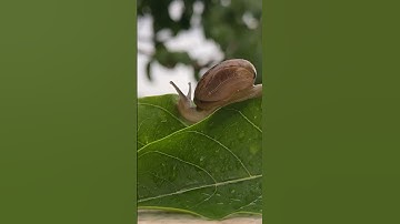 Snail Slowly Gliding | A Video C | beautiful animals | copyright free |