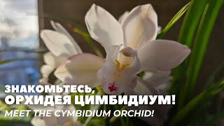 1Ц. Знакомьтесь, орхидея Цимбидиум! / Meet the Cymbidium orchid!