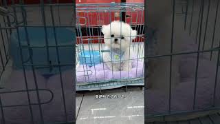 Go To Beijing To Be Happy. Little Bichon. Look At The Little Bichon Frize’s Cute Pet Debut Plan Tha