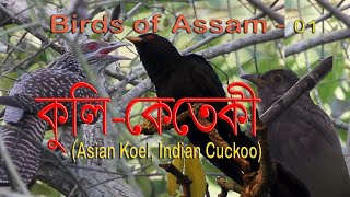Kuli-Keteki || Birds of Assam-01 || Asian koel, Indian Cuckoo ||