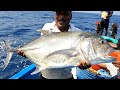 Catching giant trevally blacktip trevally  cobia fish in the deep sea