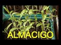 PREPARANDO ALMÁCIGOS PARA LA HUERTA DE PRIMAVERA Y VERANO