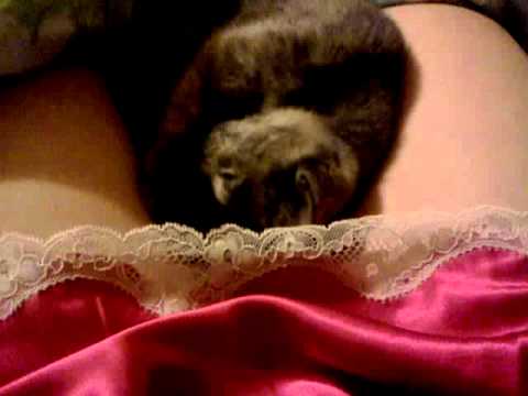 Cat Lick Pussy
