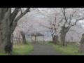 2017.4.9(日)北条大池の桜(茨城県つくば市)