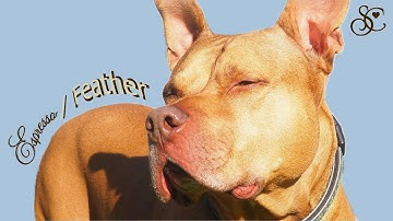 Sabrina Carpenter [DDR - StepMania] Espresso & Feather on Expert