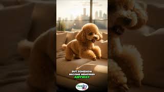 Chem-Dry Malaysia: Refresh Your Home This Festive Season #shorts