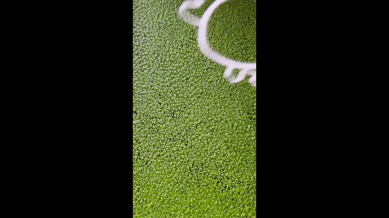 Axolotl Portal 