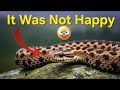 A Snake Encounter | Adder In The Remote Highlands Of Scotland