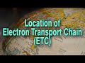 Location of Electron Transport Chain (ETC) ll Structure of Mitochondria ll How Cristae are formed