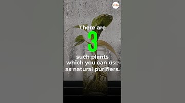 What are the plants that act as a natural air purifier? #facts #science #interestingfacts