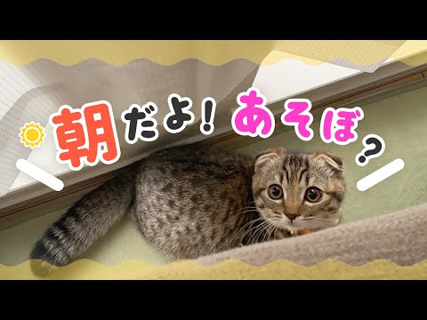 起きたら、すぐにかまってもらいたい子猫はこちらです