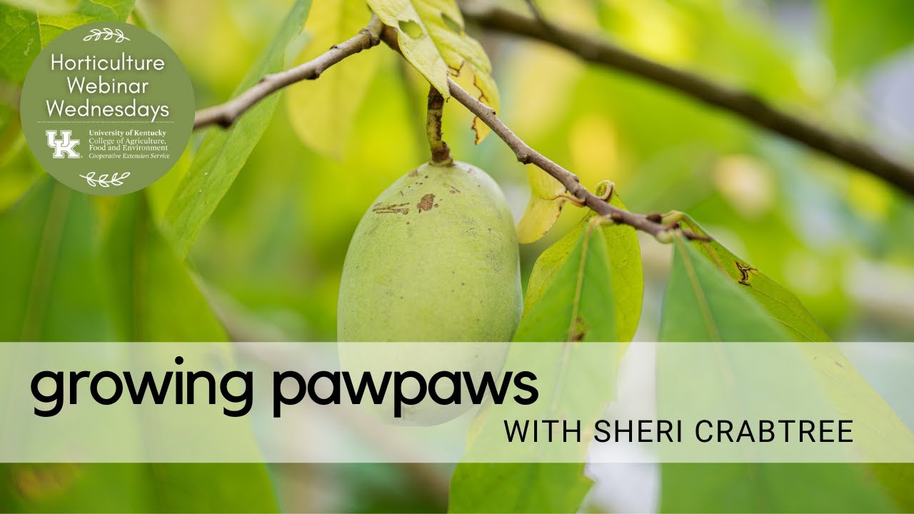 Growing Pawpaws YouTube