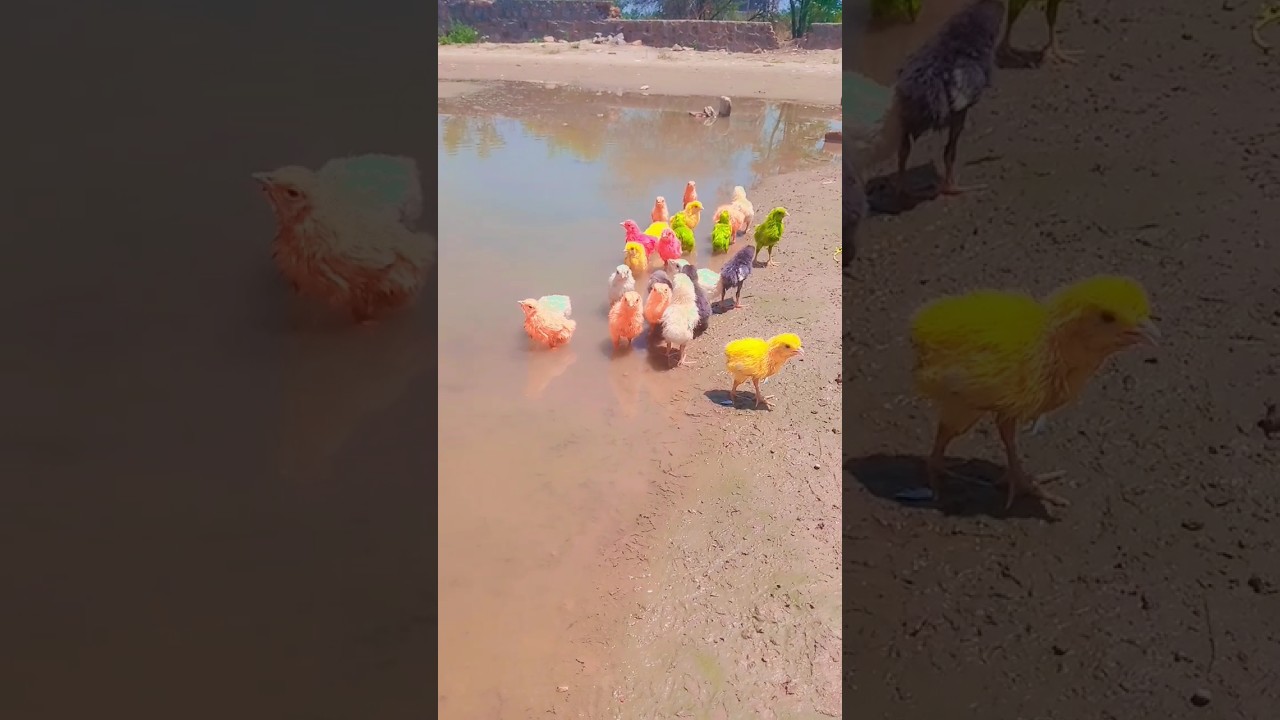 chicks are tryingb to climb stairs // let`s see they done or not. 