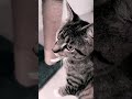Cute Kitty edit idk