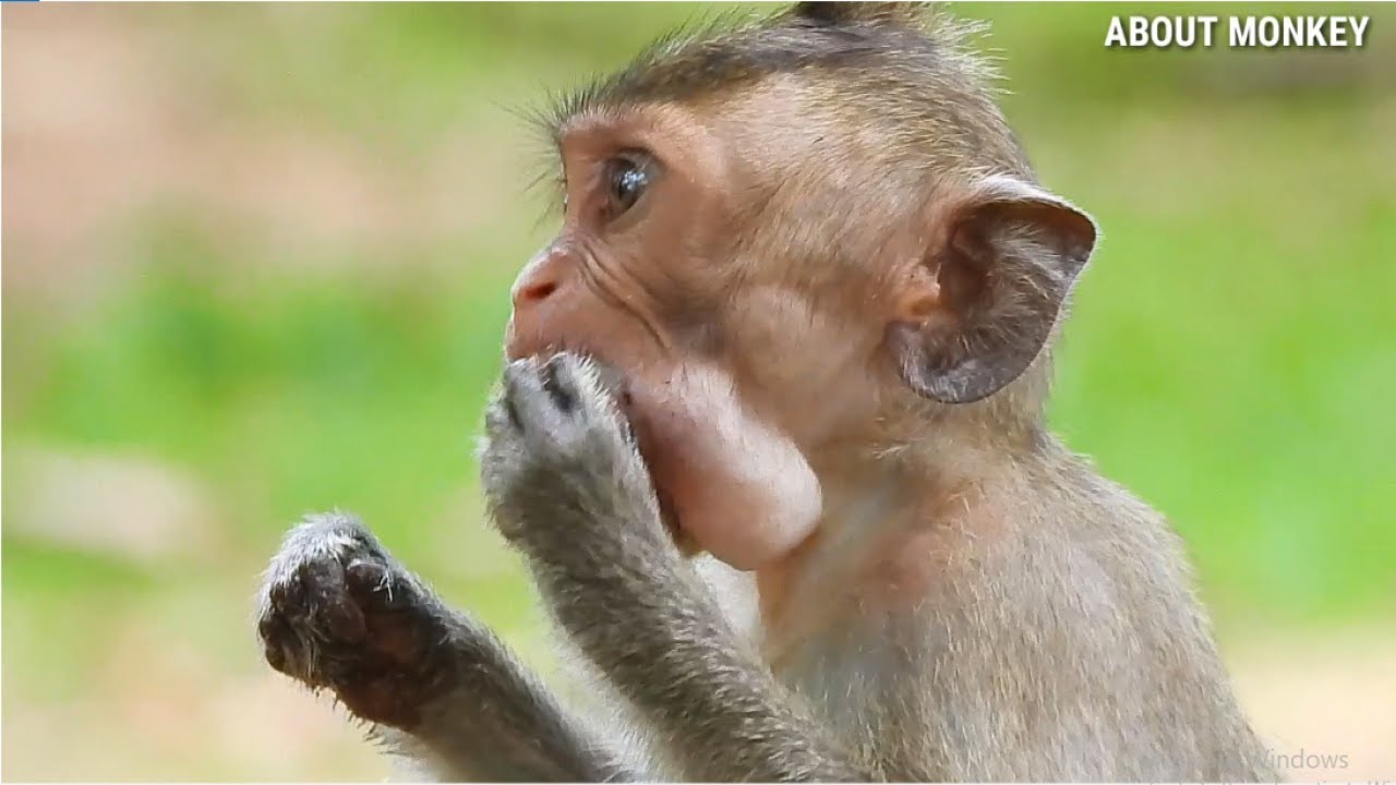 Wow ! Poor Baby Monkey Dustin Today Eating Too Much , Now Dustin Not Afraid Human He Like Human...