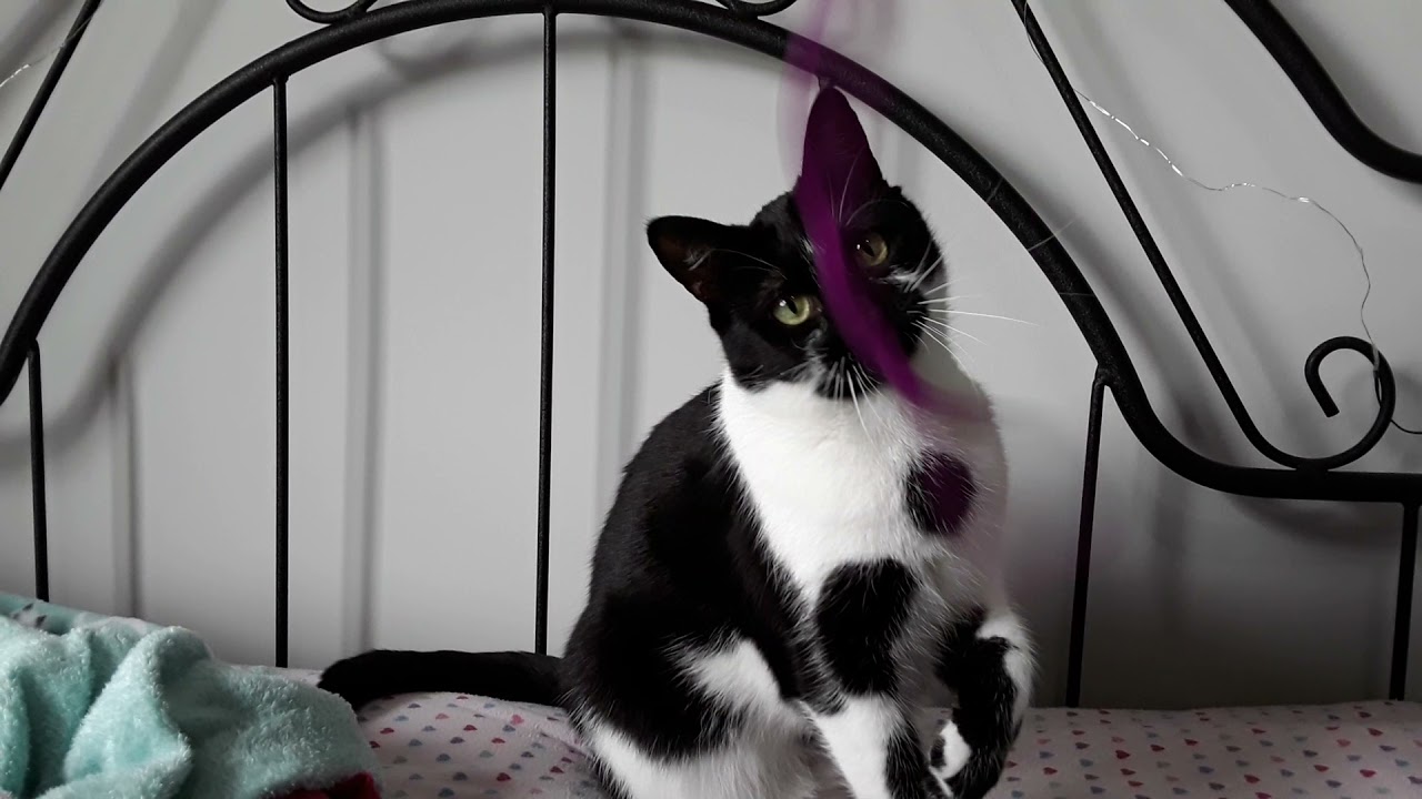 short cat vid 