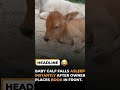 BABY CALF FALLS ASLEEPINSTANTLY AFTER OWNERPLACES BOOK IN FRONT #funny #giggles #funpage