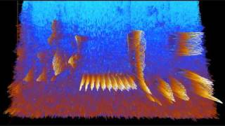 3D sonograms/spectrograms of House Wren and European Wren, and turned into violin music