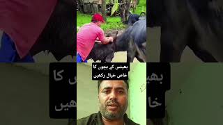 Bains ka bacha us seengh main phass gya #baffalo #foryou #short #viral